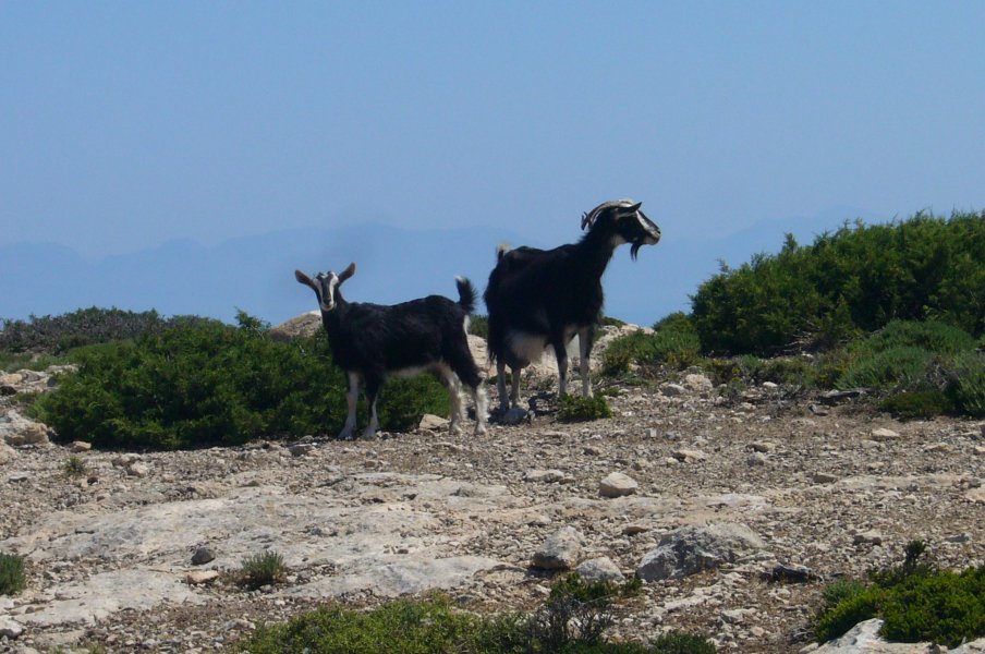 Wandern Kreta Gavdos 07 Ziegen